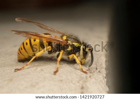 German yellowjacket, European wasp or German wasp (lat. Vespula  germanica), on the white stone