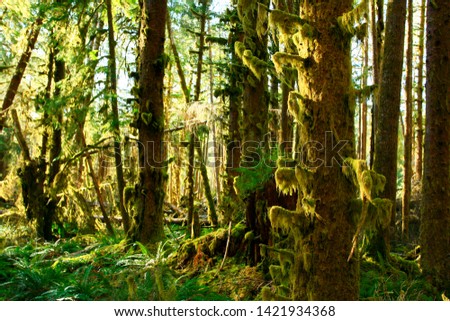 a picture of an exterior Pacific Northwest rainforest