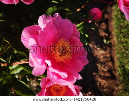 Close up picture of Peony flower featuring vivid colors and flower parts such as stigma, anthers and filaments