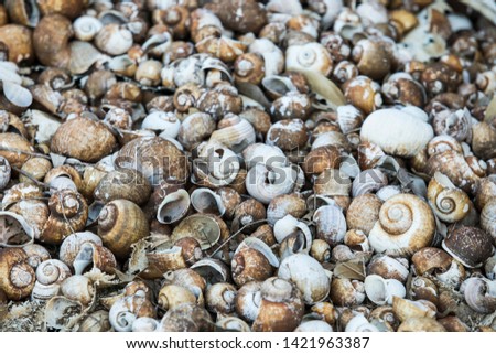Many dead shells, cherry shells, Fossil shells