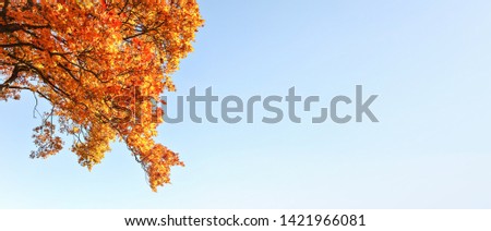 Bright orange yellow autumn leaves against clear blue sky. Wide banner with space for text on right side.