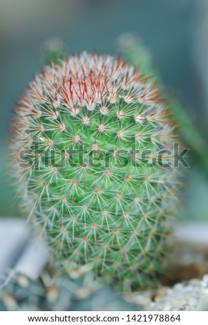 Beautiful cactus in pot,selective center focus cactus ,blurred background,Interior decoration.