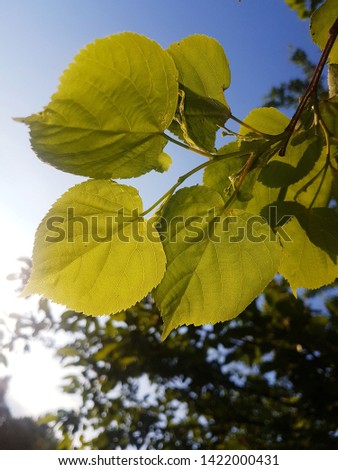 leaves on a background of blue sky