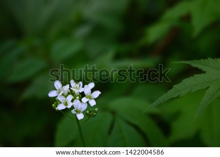 Close up of white wildflowers.