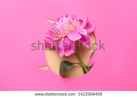 Beautiful peony flower visible through hole in color paper