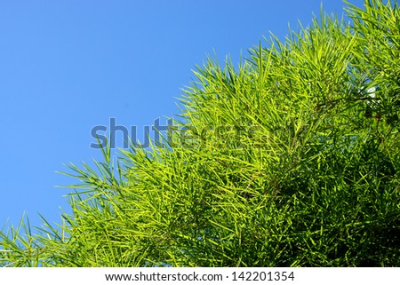 Bamboo tree with leave on sky background