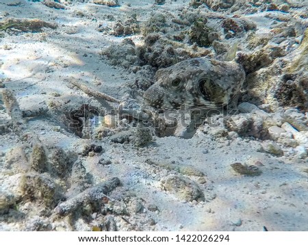 A small trunk fish blending into the lagoon scenery. 