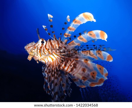 Underwater world in deep water in coral reef and plants flowers flora in blue world marine wildlife, travel nature beauty exploration in diving trip,adventures recreation dive. Fish, corals,creatures