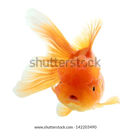 closeup of a goldfish isolated on white background
