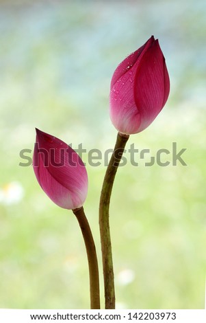  beauty pink lotus flower with drop,Lotus flower is a important symbol in Asian culture.