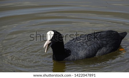coot bird in a lake in spring