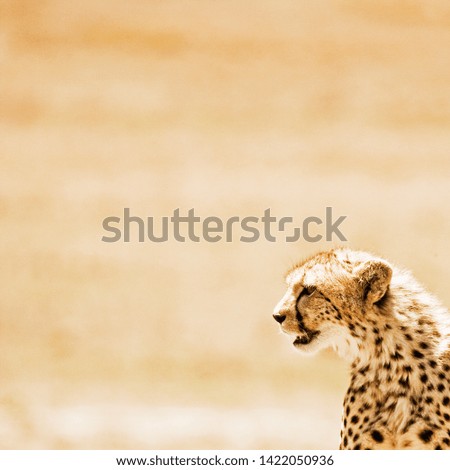 Cheetah family in the Masai Mara, Kenya, East Africa