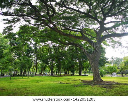 A large tree that spreads branch over a wide area on green grass in the park nature background
