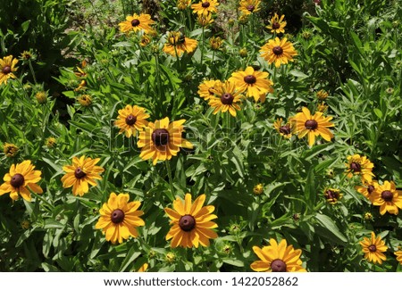 This picture shows yellow sunflowers with green leaves. Bright yellow colour flowers gives a very soothing and natural feel. 
