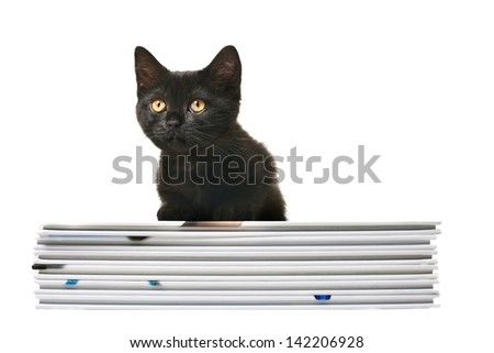 Tabby Black British Shorthair Kitten on white background Kitten is resting on a staple of books, looking around