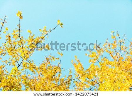 Fall beauty, weather and seasons concept - Autumn nature scene background, leaves and trees outdoors