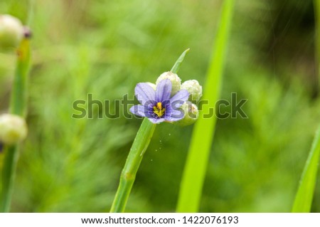 Wild iris Sisyrinchium flower in the rain