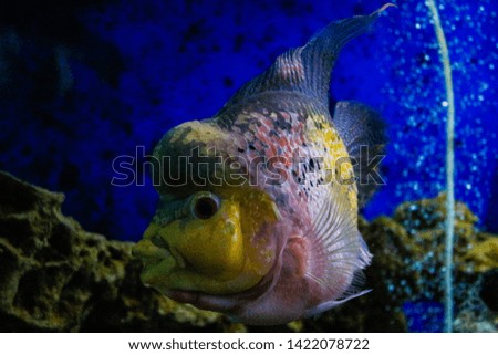 Underwater Landscape with  large fish near Tropical Coral Reef.Many aquarium fishes swim in the water.Tropical Fish.Fish swimming in a tank.