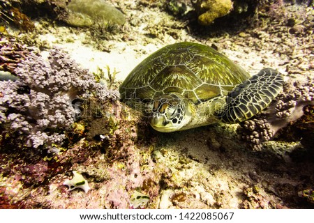 Green sea turtle on the ocean bed surrounded with corals diving in Komodo National Park, Labuan Bajo, Flores, Indonesia