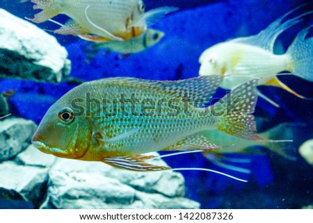 Shoal group of many little  tropical fishes in blue water with coral reef, colorful underwater world.top view.copyspace for text, background wallpaper.Group of fishes swimming. Natural, animals.