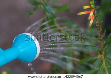 Close-up of plastic can watering on water drops falling onto flowers