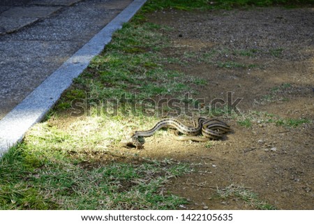 snake slowly devouring a frog 