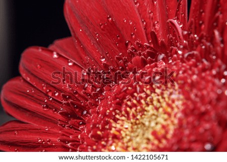 Beautiful natural background. Summer, spring concepts. Big beautiful water drops on fresh red Gerber flower on dark background. Copy space. Template for design. Soft focus. Macro shot
