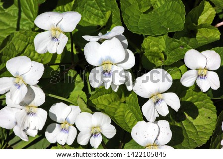 Landscape flower garden. garden flowers and plants in the flowerbed Royalty-Free Stock Photo #1422105845