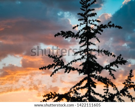 pastel color sunset cloudscape tree pine silhouette colorful sunset