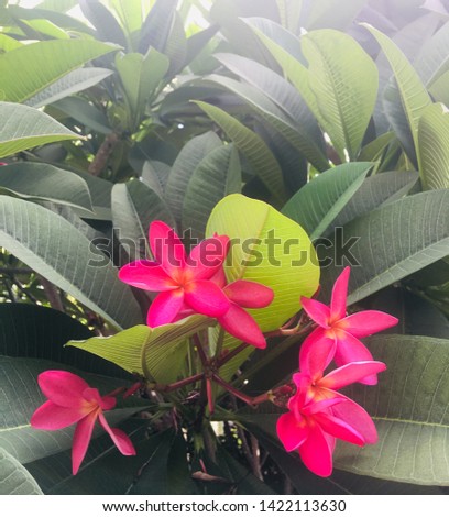 “Red plumeria flowers” This picture want to show about “beauty of nature”.