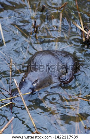 Platypus in a wild in Australia 