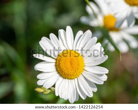 Close-up of common daisy (Bellis perennis) blooming in a meadow in the sunny summer day.