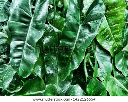 Tropical leaves with rain drops. 