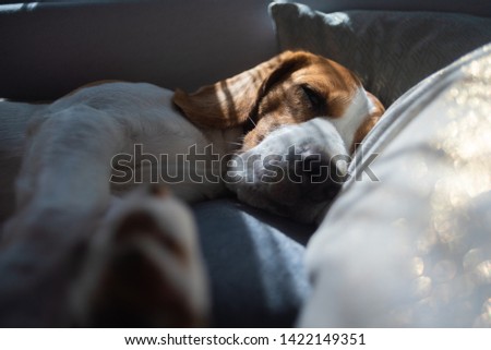 Beagle dog sleeping at home on the couch in sunny room. Head closeup