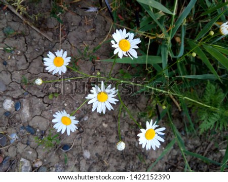 very beautiful daisies in the grass