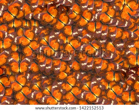 beautiful background of tropical colored butterflies. seamless pattern