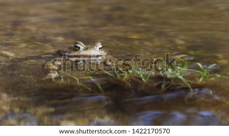 Portrait of a beautiful toad with head above the water surface