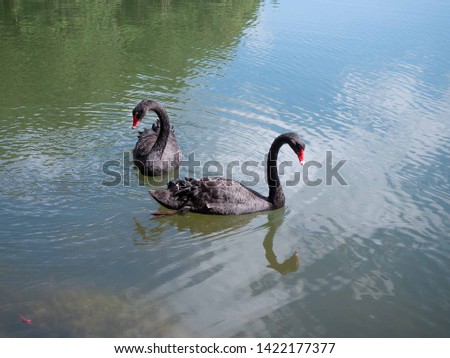 Two black swans  water scene.