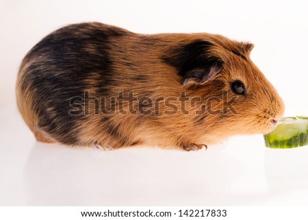 This is a picture of a brown and red guinea pig taken with a white background.