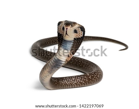 King cobra, Ophiophagus hannah, venomous snake against white background looking at camera against white background