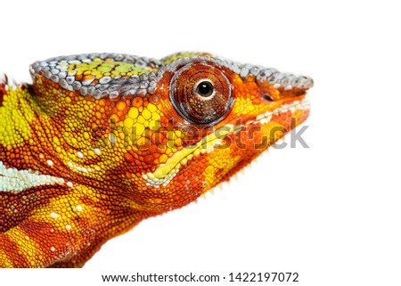 Head of Panther chameleon, Furcifer pardalis looking at camera against white background