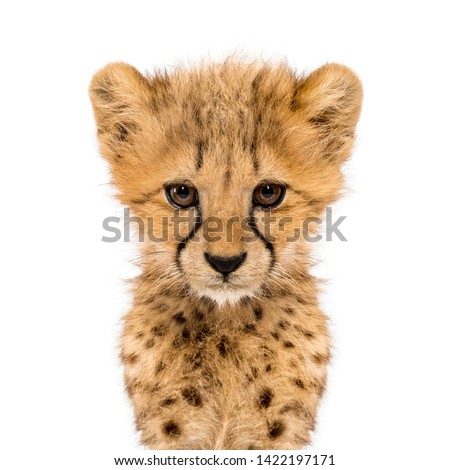 Close-up on a facing three months old cheetah cubs, isolated on white