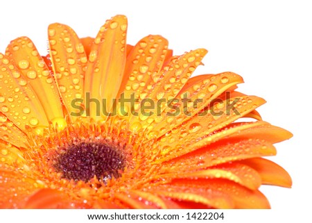 orange gerbera with smal waterdrops over clear white background