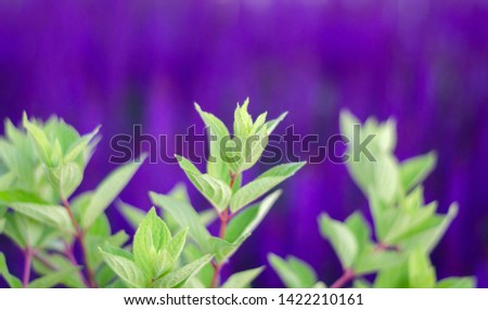 Green leaves on a background of purple flowers. Bright beautiful photo. Summer picture.