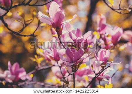 Blossoming magnolia flowers. Springtime. Natural vintage flowers background
