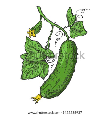 Cucumber plant branch color sketch engraving vector illustration. Scratch board style imitation. Hand drawn image.