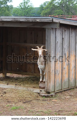 Little goat hides in a shed