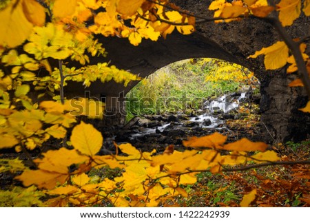 Fall Foliage under the tree with city by Bridge along River - Image