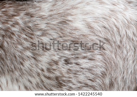 Skin of Nubian goat. Close up photo. 