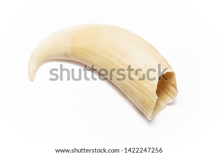 Sperm Whale tooth isolated on white background, ivory souvenirs commonly puchased by tourists from Cheyne Beach Whaling Station before its close in 1978. Albany Western Australia. Royalty-Free Stock Photo #1422247256